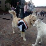 Festa scudetto Juve: i tifosi bianconeri in centro - GALLERY 40 festa scudetto Juve 4