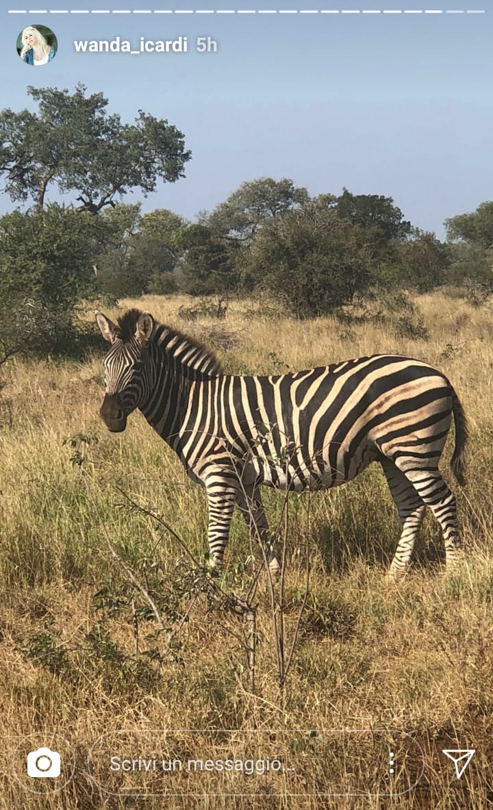 Icardi e Wanda, safari in Sudafrica: uno scatto fa imbestialire i tifosi dell'Inter - FOTO 39 WhatsApp Image 2018 06 02 at 20.34.29