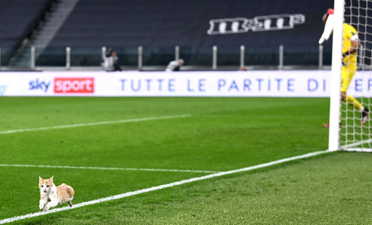 Juve Milan, invasione di campo felina: cosa è successo allo Stadium - FOTO 36 gatto juve milan