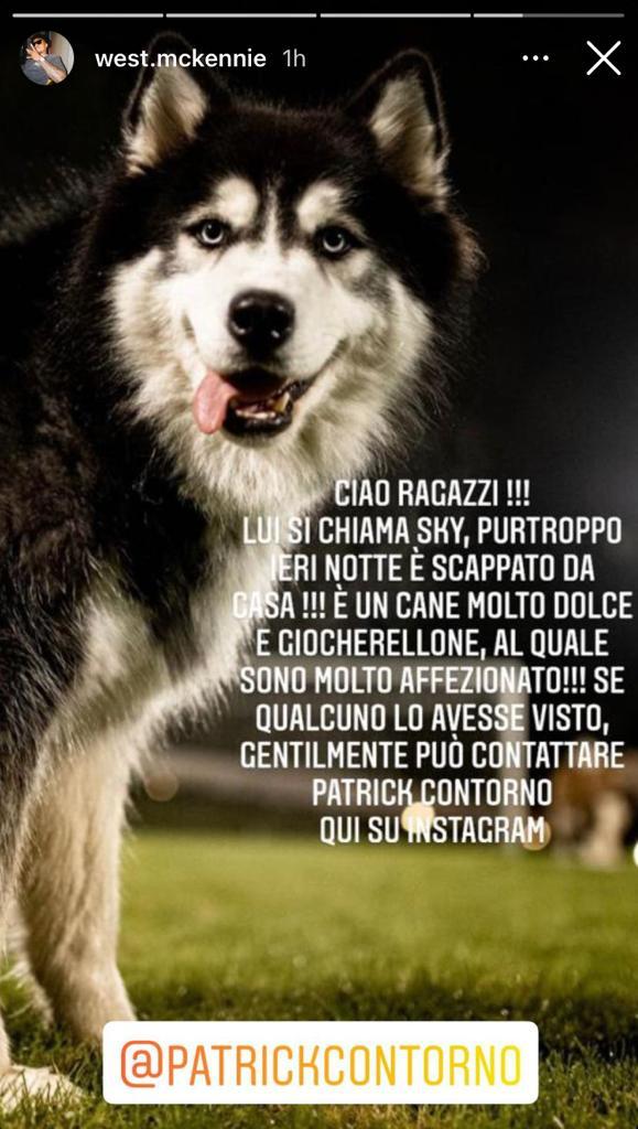 Il cane di McKennie scappato di casa, il suo annuncio: «Contattatemi!» 39 WhatsApp Image 2021 11 06 at 11.35.24