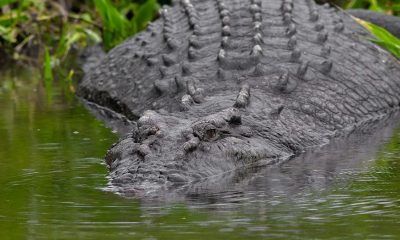 coccodrillo